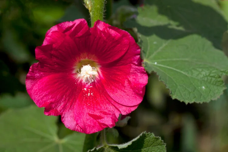 Bright red hollyhock flower in full bloom on a tall stem