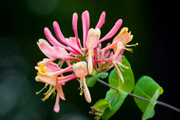 Pink and yellow honeysuckle flowers climbing on a vine