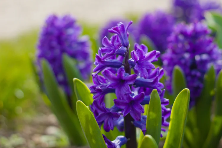 Purple hyacinth flower spikes blooming in early spring garden