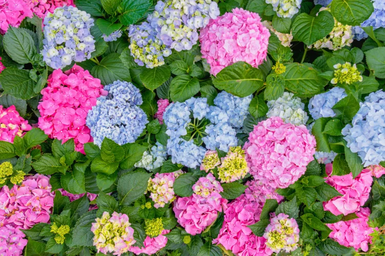 Pink, blue, and purple hydrangea flowers blooming in a garden cluster