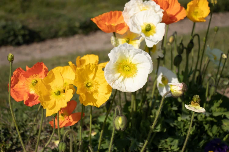 Iceland Poppy flowers in orange, yellow, and white, a delicate flower starting with I
