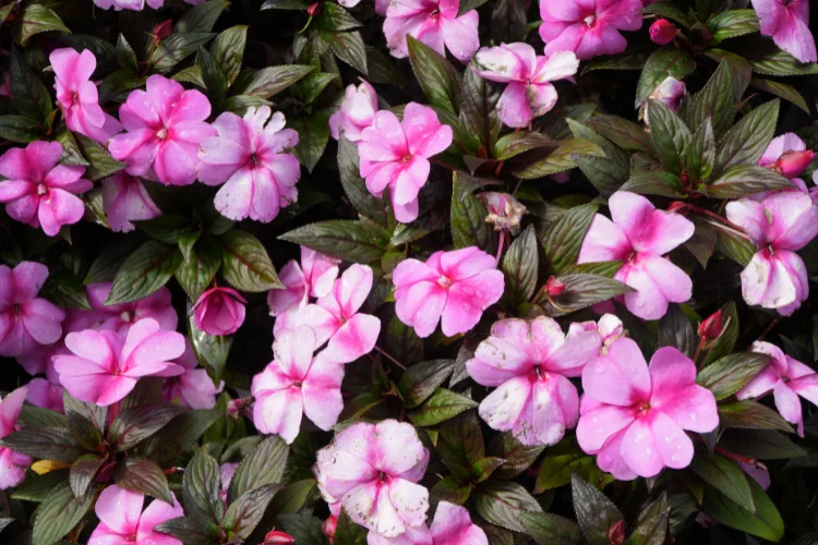 Pink Impatiens flowers blooming in a shaded garden, an easy flower that starts with I