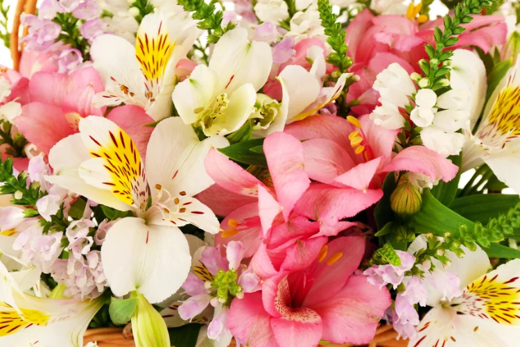 Inca Lily (Alstroemeria) flowers in pink and white, an elegant flower starting with I
