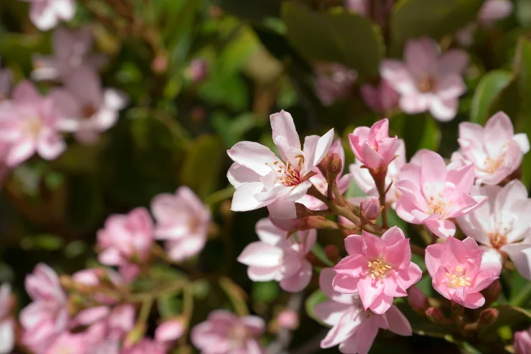 Indian Hawthorn shrub with soft pink blossoms, a flowering plant that starts with I