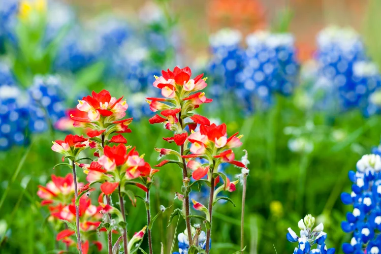 Indian Paintbrush flowers in red and blue, a colorful wildflower starting with I