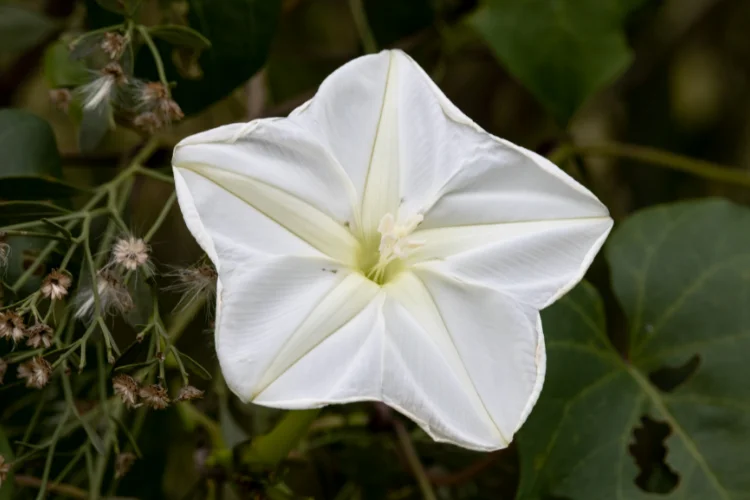 White Ipomoea Morning Glory flower in full bloom, a climbing flower that starts with I