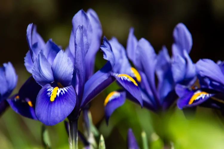 Purple Iris flower with sword-shaped leaves, one of the most popular flowers starting with I