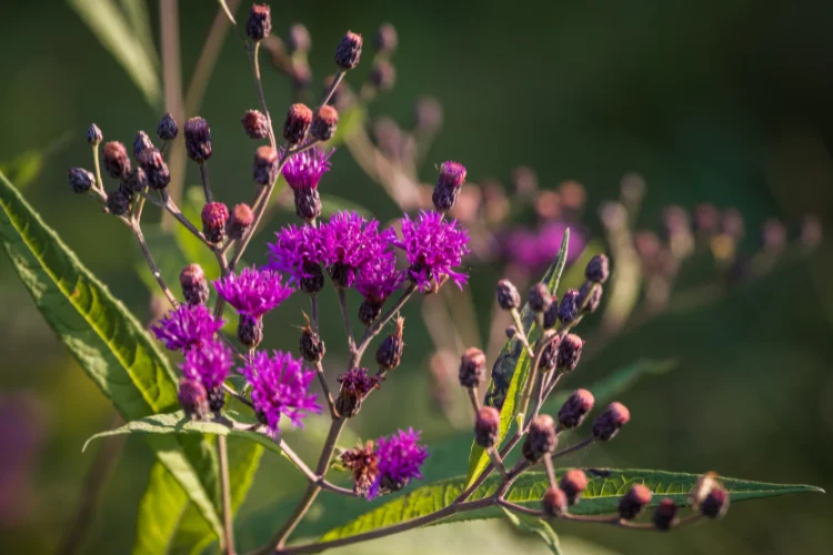 Ironweed flower with tall purple blooms, a wildflower that starts with I