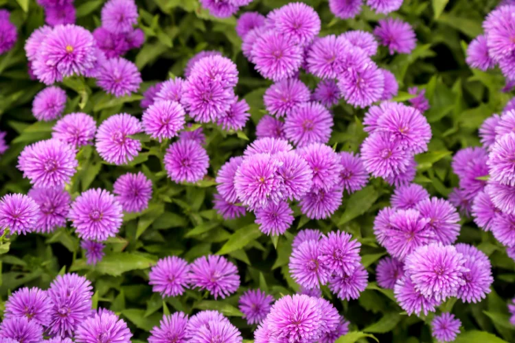 Italian Aster flowers in purple-blue clusters, a beautiful flower starting with I