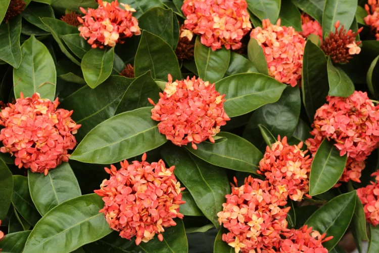 Ixora flower with clusters of red star-shaped blooms, a tropical flower that starts with I