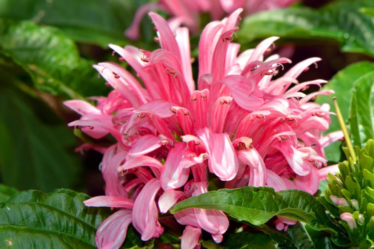 Pink Jacobinia flower spikes, a colorful J flower for gardens
