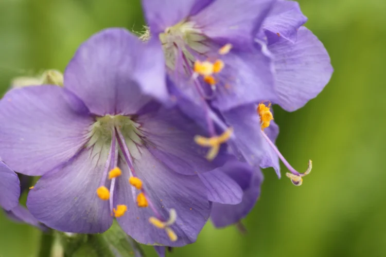 Purple Jacob's Ladder flowers with delicate ladder-like leaves