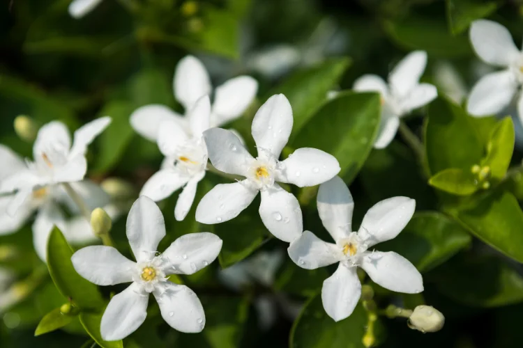White jasmine flowers, one of the most fragrant flowers that start with J