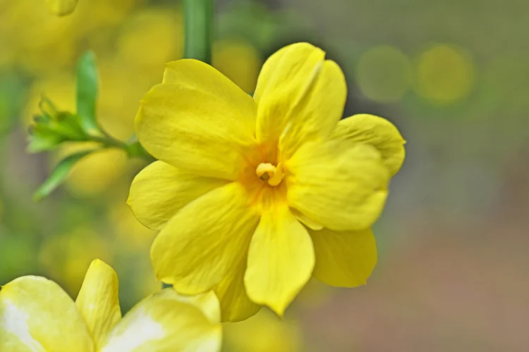Yellow Jasminum Nudiflorum, also known as winter jasmine, in bloom
