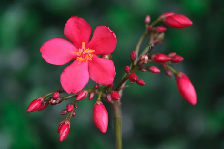 Bright pink Jatropha flowers on a tropical shrub