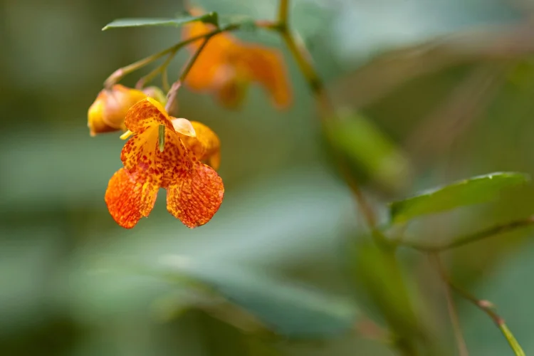 Orange jewelweed flowers growing in a shaded garden