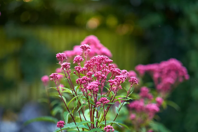 Pink Joe Pye Weed flower clusters blooming in summer