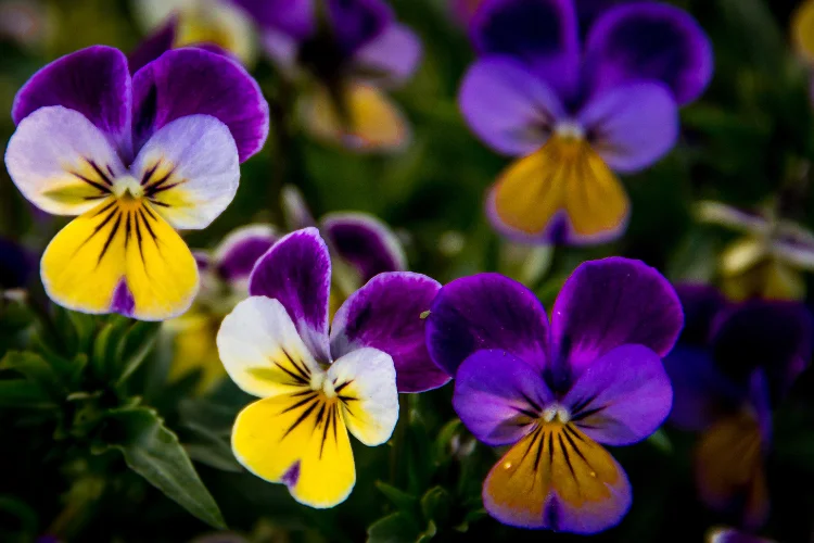 Purple and yellow Johnny Jump-Up flowers, a beginner-friendly J flower