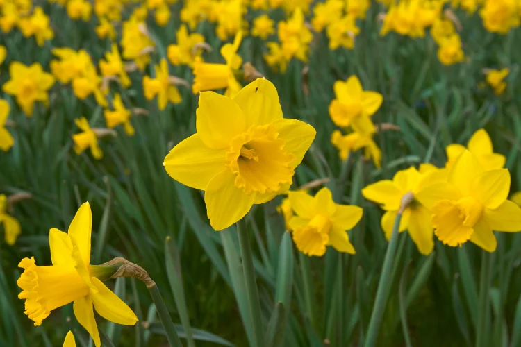 Yellow jonquil flowers blooming in a garden