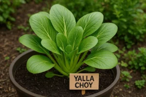 Yalla Choy Asian leafy vegetable with fresh green leaves growing in a home garden or container