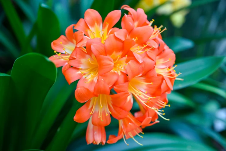 Kaffir lily Clivia flower with bold orange blooms