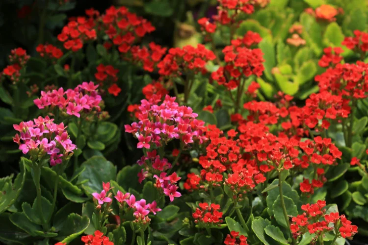 Kalanchoe flower with red blooms, a popular indoor flower