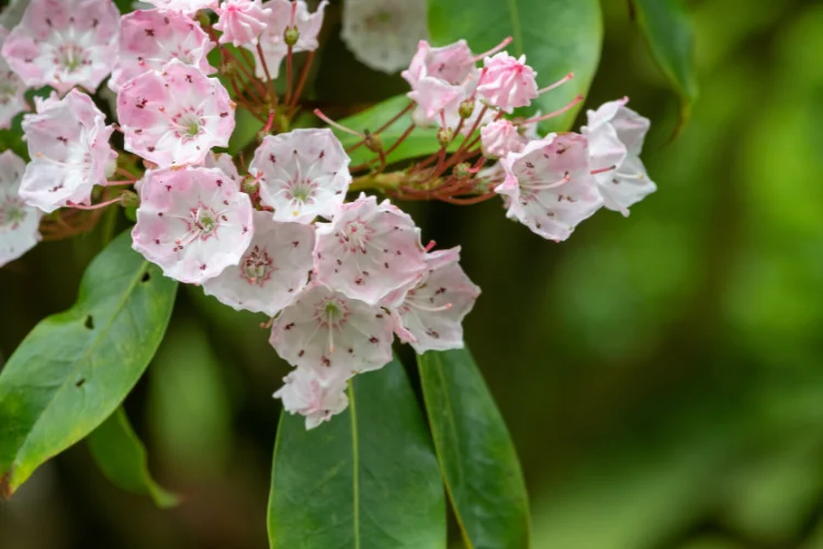 Kalmia mountain laurel flower with pale pink clustered blooms