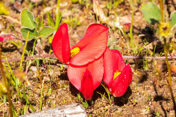 Kennedia coral pea flower with red and pink blooms