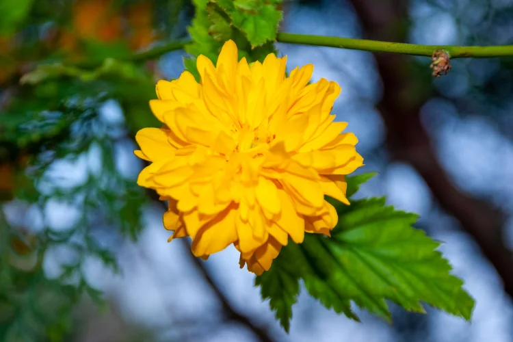 Kerria Japanese rose flower with golden yellow blooms
