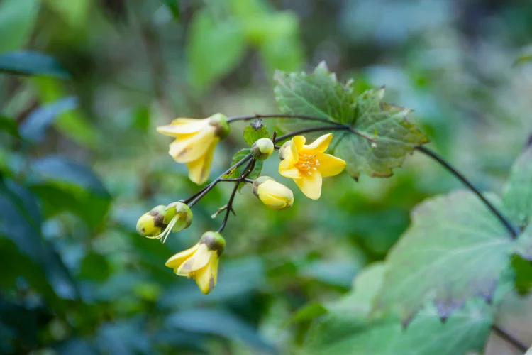 Kirengeshoma flower with pale yellow bell shaped blooms
