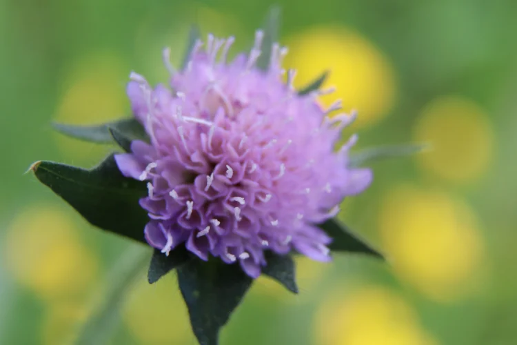 Knautia flower with wine red pincushion blooms
