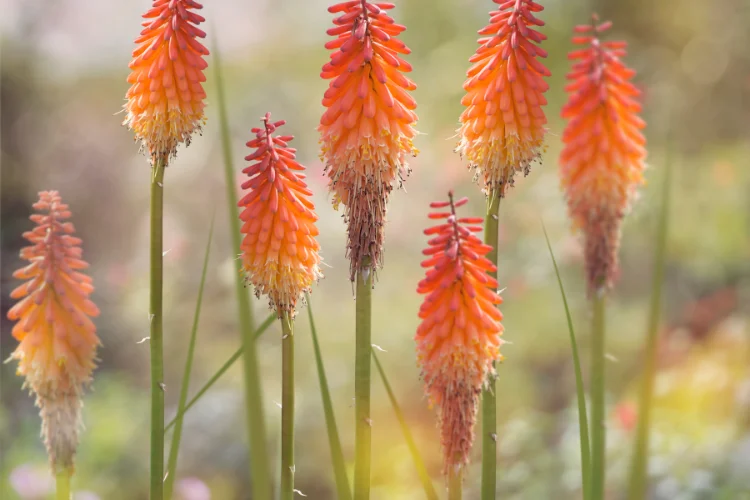 Kniphofia red hot poker flowers starting with K in a garden