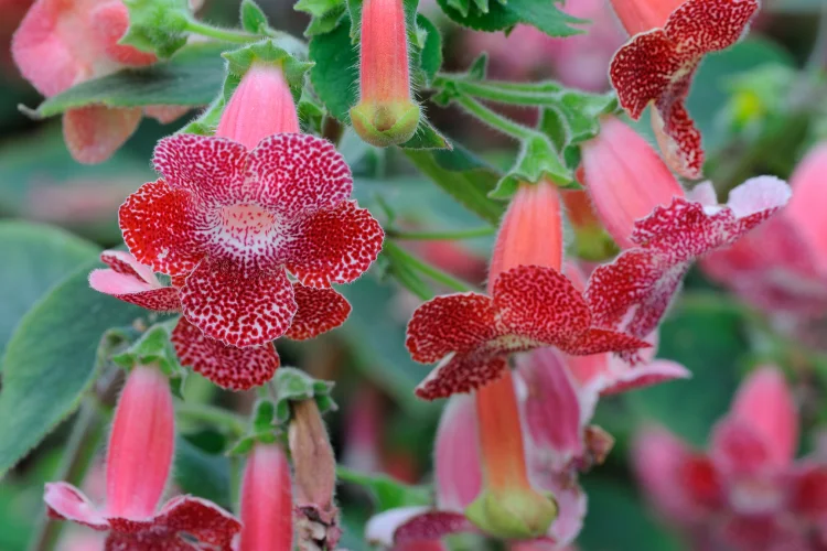 Kohleria flower with red and orange tubular blooms