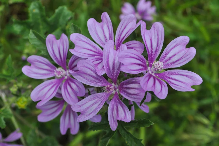 Kosteletzkya seashore mallow flower with soft pink petals