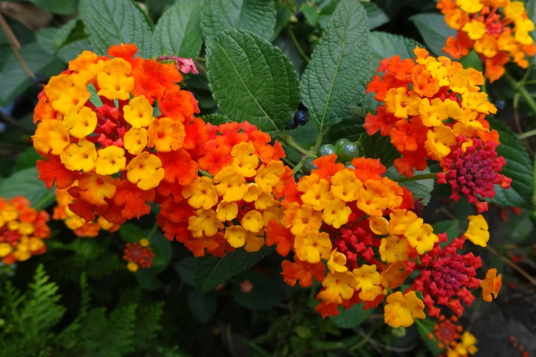 Orange and yellow lantana flower clusters