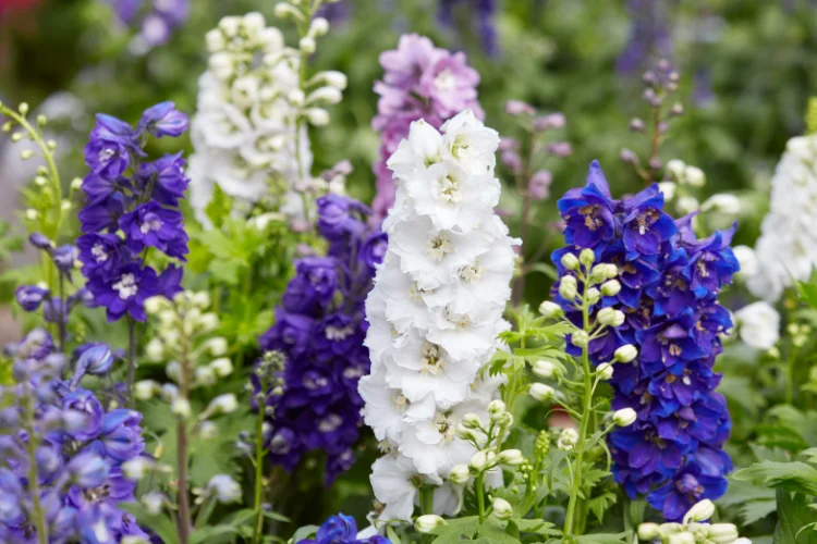 Purple and white larkspur flower spikes in bloom