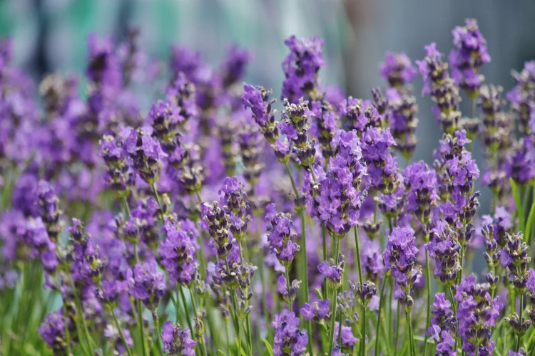 Purple lavender flower spikes growing in a garden