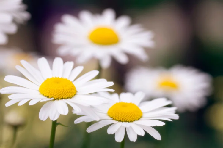 White Shasta daisy flowers with yellow centers