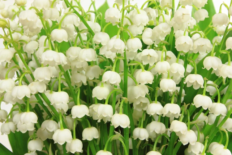 White lily of the valley flowers with delicate bell-shaped blooms