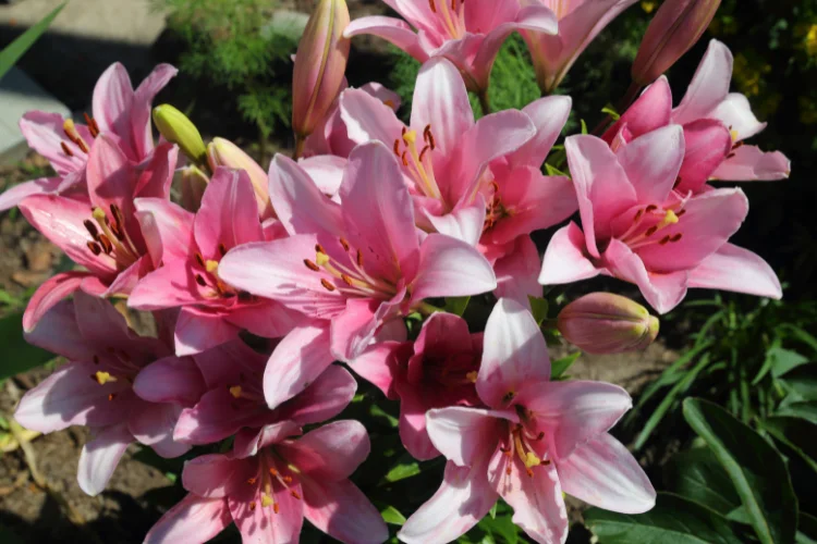 Pink lily flowers in full bloom, a classic flower name starting with L