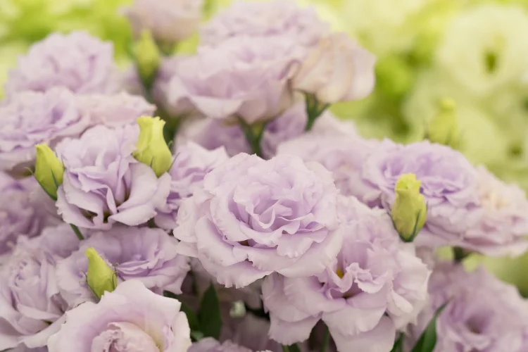 Pale purple lisianthus blooms with ruffled petals