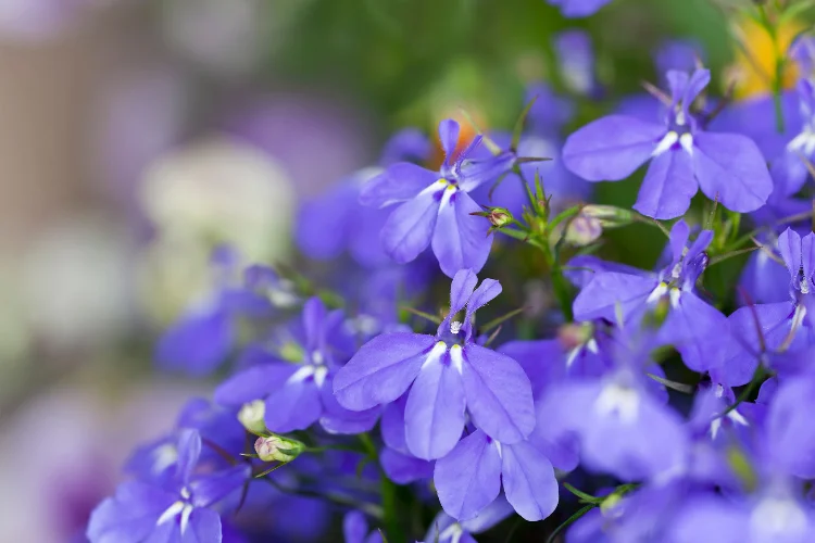 Blue lobelia flowers, a popular L flower for garden borders