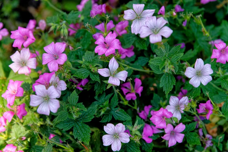 Lychnis flower with vivid magenta blooms, one of the beautiful flowers starting with L
