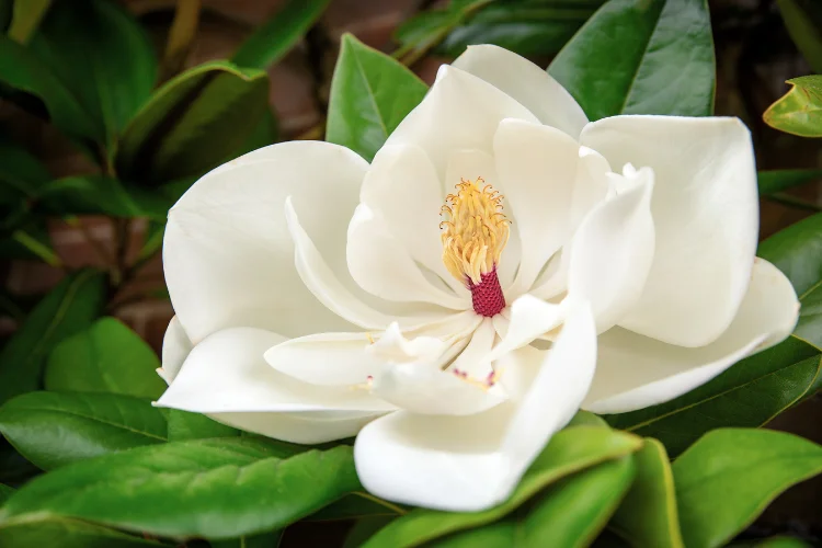 White Magnolia flower with soft petals in bloom