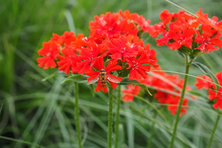 Bright red Maltese Cross flowers in bloom