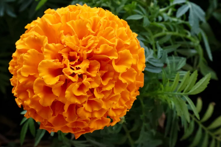 Bright orange Marigold flower in a garden bed