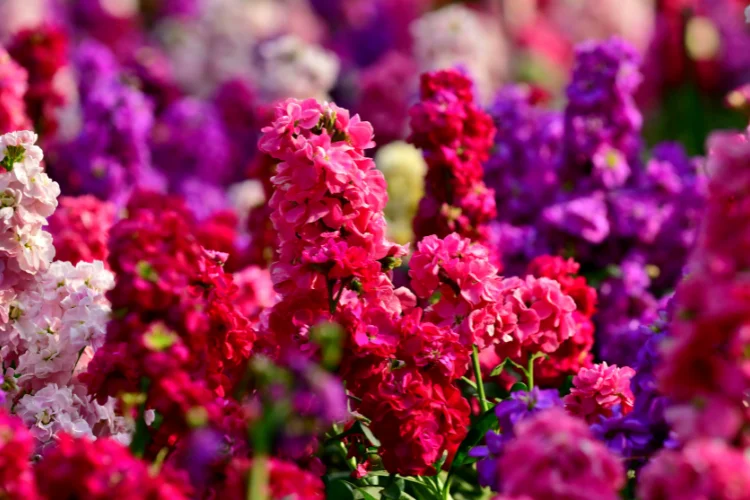 Pink and purple Matthiola stock flowers in bloom