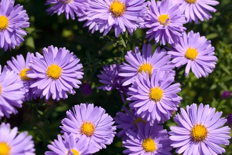 Purple Michaelmas Daisy flowers blooming in late summer