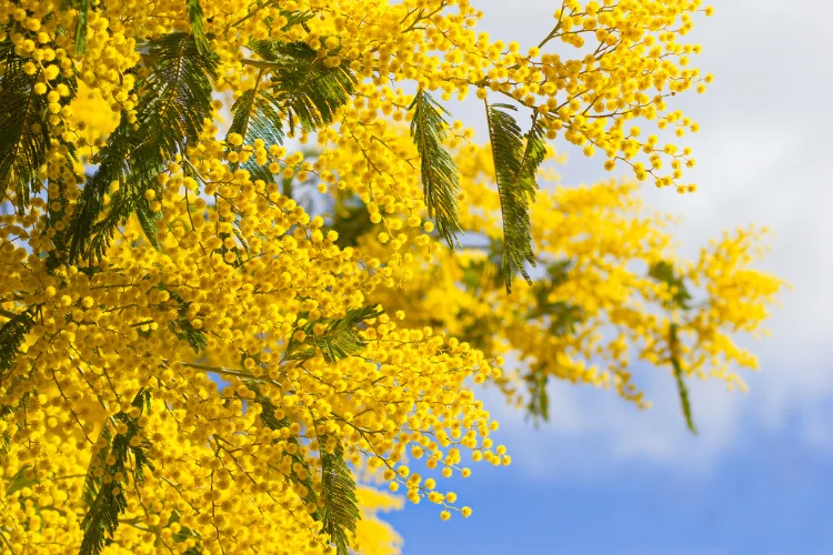 Yellow Mimosa tree blossoms in full bloom