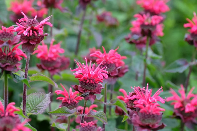 Pink Monarda bee balm flowers in a summer garden